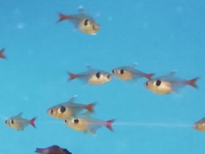 Yellow Phantom Tetra