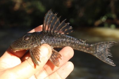 Yellow-spotted Pleco