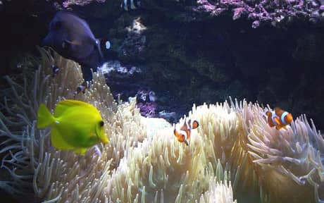 Yellow Tang