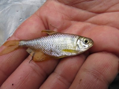 Yellow Tetra