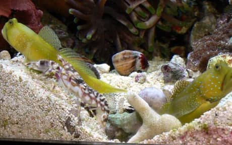 Yellow Watchman Goby