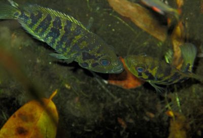 Yellowjacket Cichlid