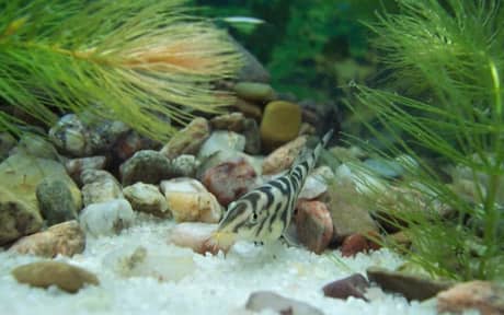 Yoyo Loach