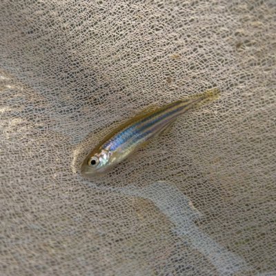 Zebra Danio