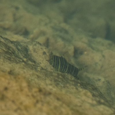 Zebra Loach