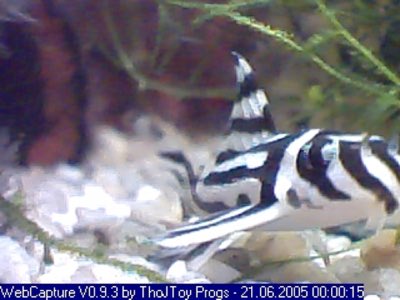 Zebra Pleco