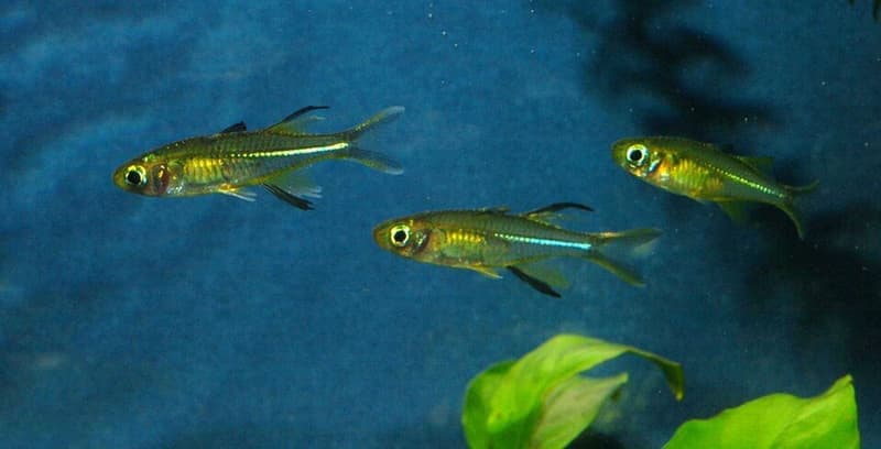 Celebes Rainbowfish (Marosatherina ladigesi) — photo 1 of 4