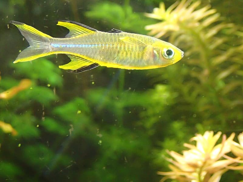 Celebes Rainbowfish (Marosatherina ladigesi) — photo 2 of 4