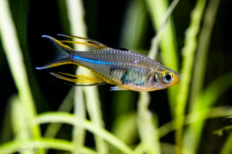 Celebes Rainbowfish (Marosatherina ladigesi) — photo 3 of 4