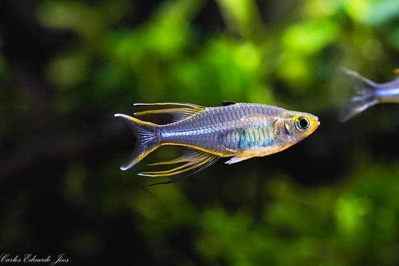 Celebes Rainbowfish (Marosatherina ladigesi) — photo 4 of 4