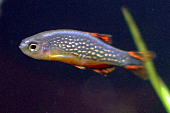 Celestial Pearl Danio (Danio margaritatus) — photo 1 of 5