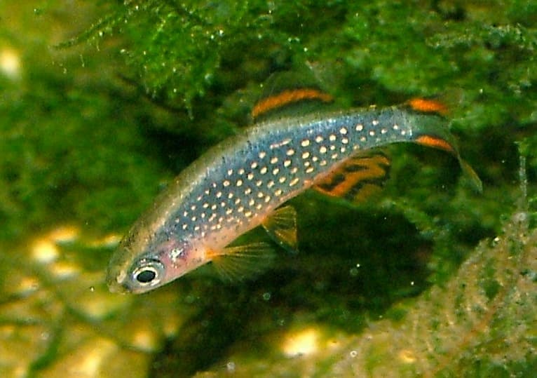 Celestial Pearl Danio (Danio margaritatus) — photo 2 of 5