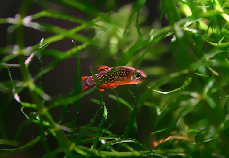 Celestial Pearl Danio (Danio margaritatus) — photo 3 of 5