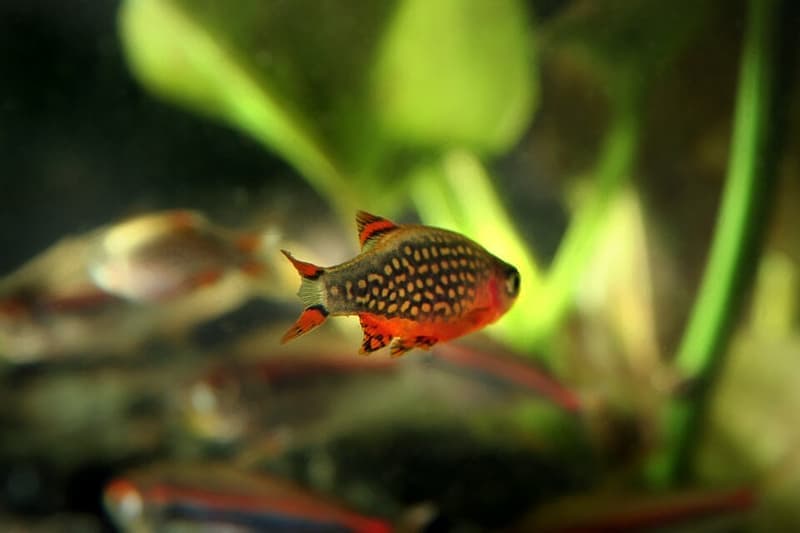 Celestial Pearl Danio (Danio margaritatus) — photo 4 of 5