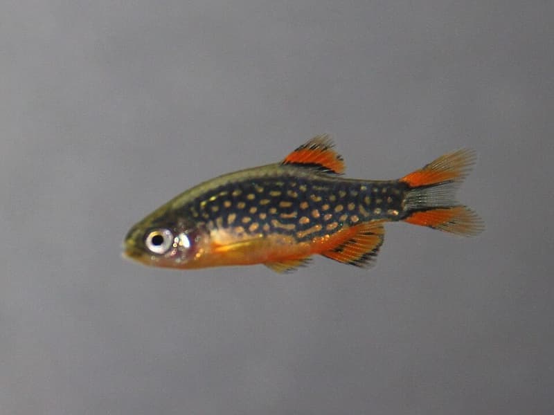 Celestial Pearl Danio (Danio margaritatus) — photo 5 of 5