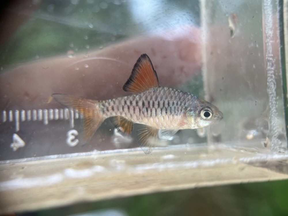 Checkered Barb (Oliotius oligolepis) — photo 1 of 1
