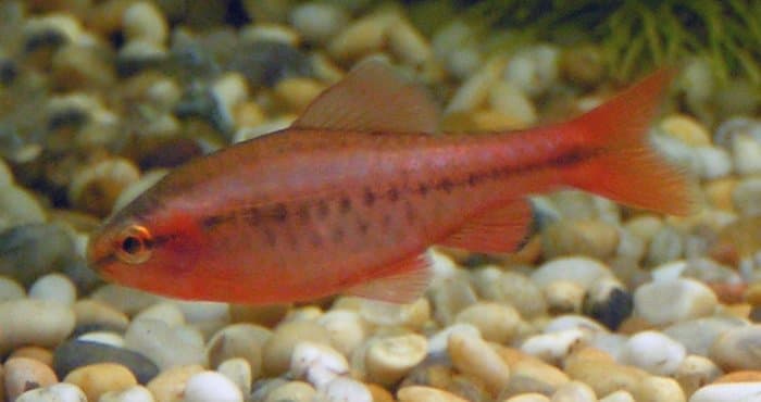Cherry Barb (Puntius titteya) — photo 1 of 5