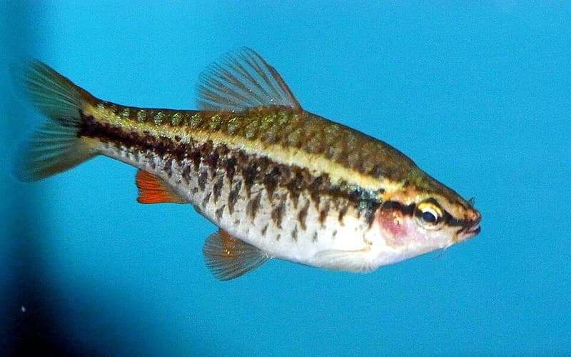 Cherry Barb (Puntius titteya) — photo 2 of 5