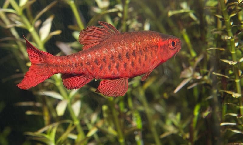Cherry Barb (Puntius titteya) — photo 3 of 5