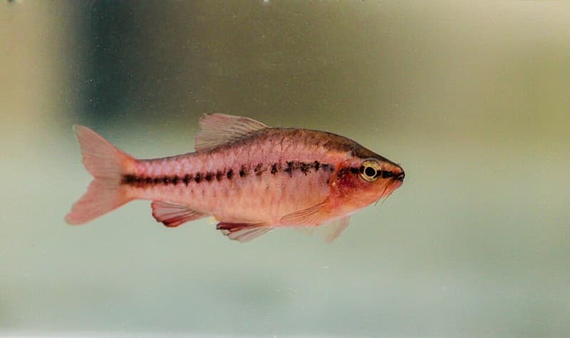 Cherry Barb (Puntius titteya) — photo 4 of 5