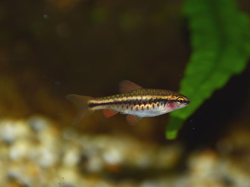 Cherry Barb (Puntius titteya) — photo 5 of 5