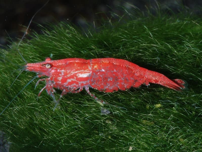 Cherry Shrimp (Neocaridina davidi) — photo 1 of 5