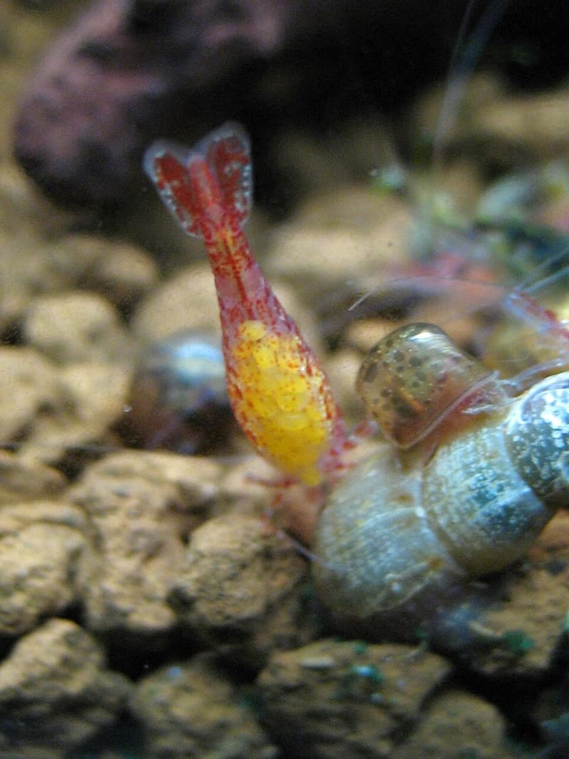Cherry Shrimp (Neocaridina davidi) — photo 2 of 5