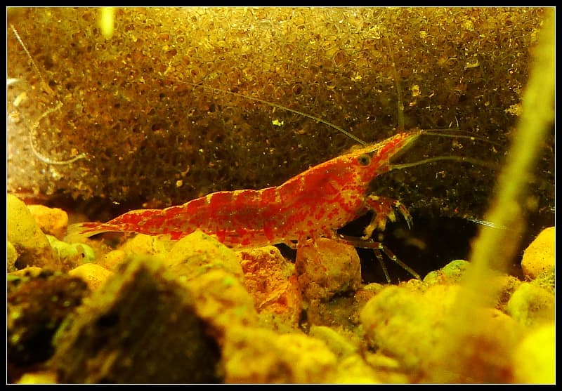 Cherry Shrimp (Neocaridina davidi) — photo 3 of 5