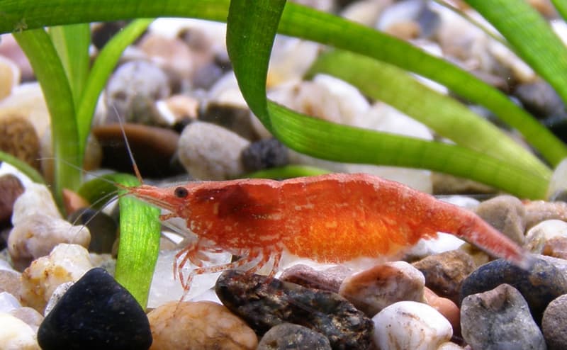 Cherry Shrimp (Neocaridina davidi) — photo 4 of 5