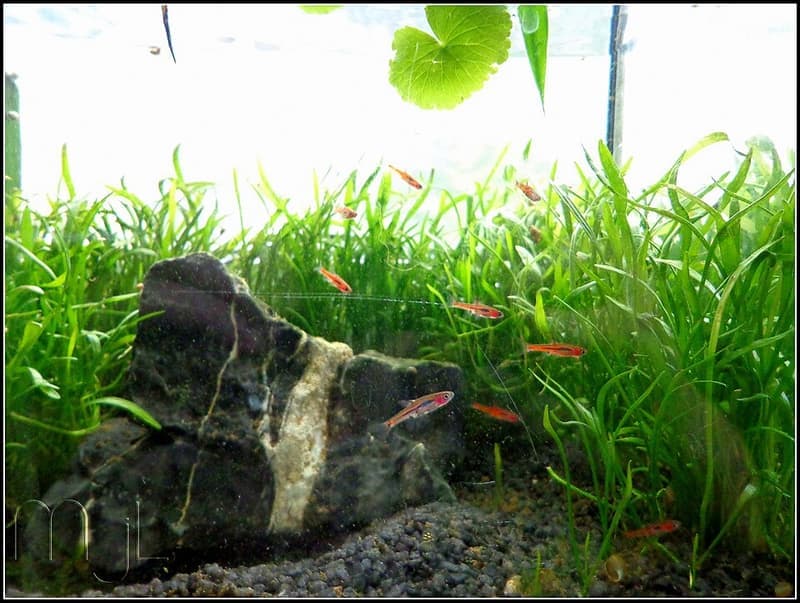 Chili Rasbora (Boraras brigittae) — photo 1 of 5