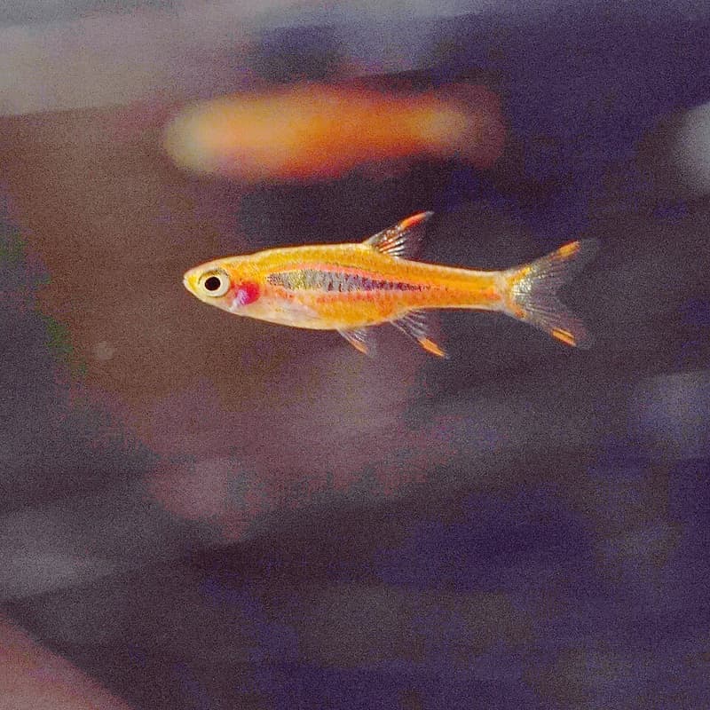 Chili Rasbora (Boraras brigittae) — photo 2 of 5