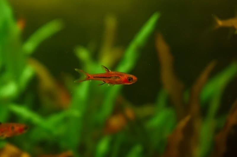 Chili Rasbora (Boraras brigittae) — photo 3 of 5