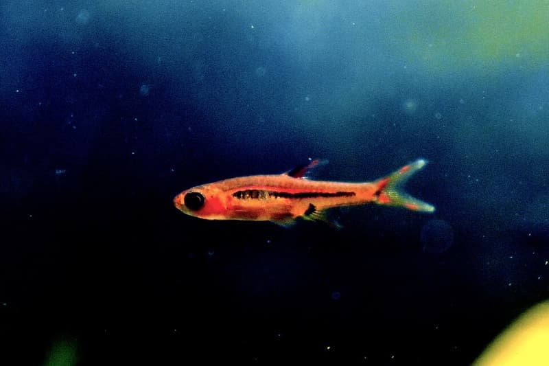 Chili Rasbora (Boraras brigittae) — photo 4 of 5