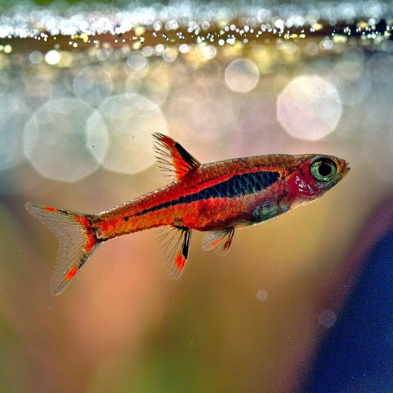 Chili Rasbora (Boraras brigittae) — photo 5 of 5