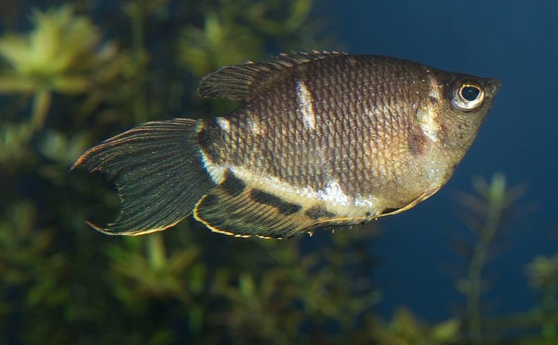Chocolate Gourami (Sphaerichthys osphromenoides) — photo 1 of 1