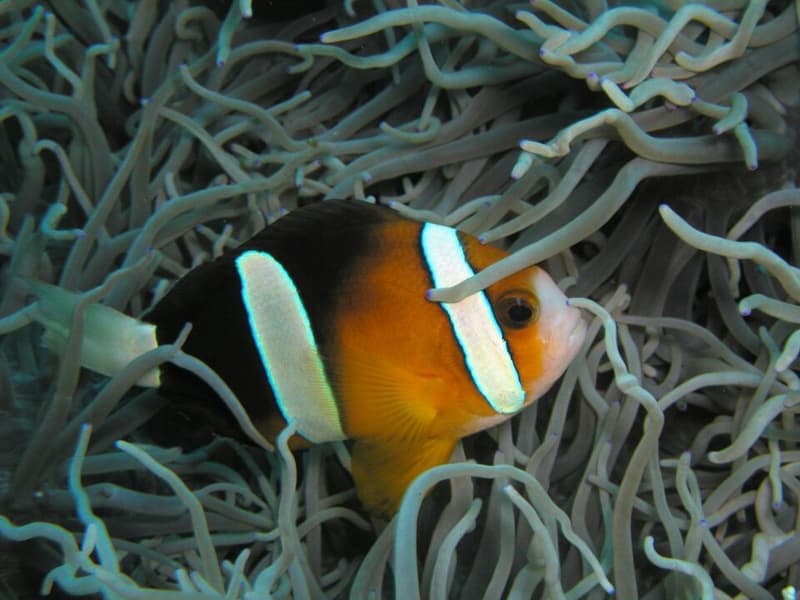 Clarkii Clownfish (Amphiprion clarkii) — photo 1 of 5