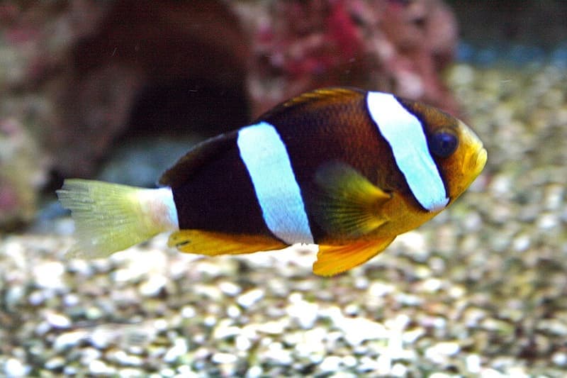 Clarkii Clownfish (Amphiprion clarkii) — photo 2 of 5