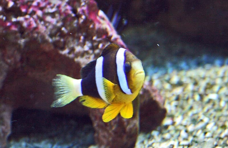 Clarkii Clownfish (Amphiprion clarkii) — photo 3 of 5