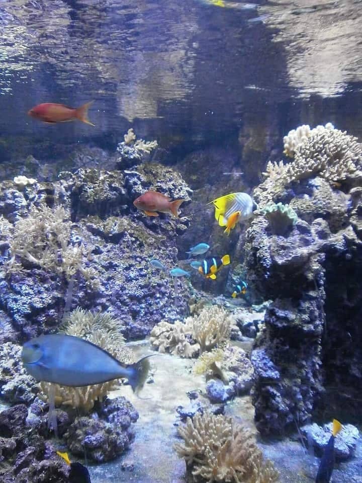 Clarkii Clownfish (Amphiprion clarkii) — photo 4 of 5