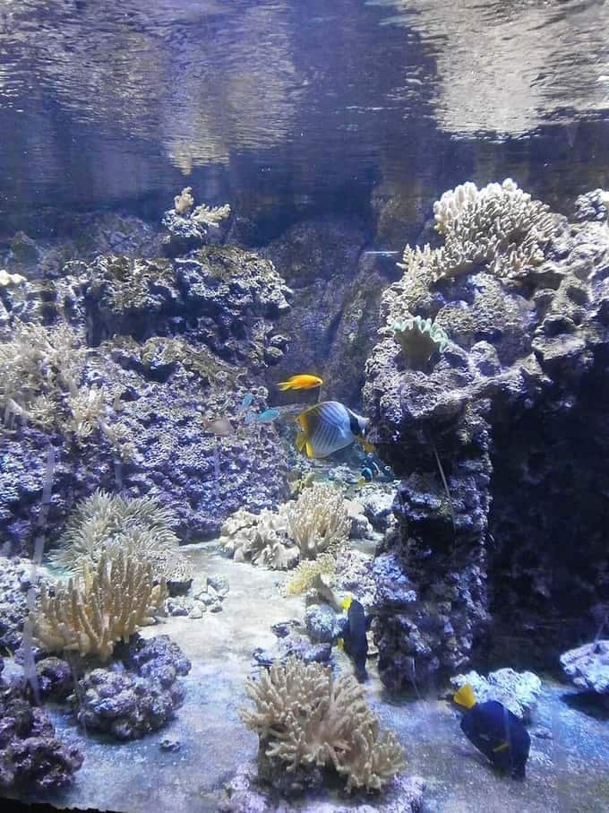 Clarkii Clownfish (Amphiprion clarkii) — photo 5 of 5