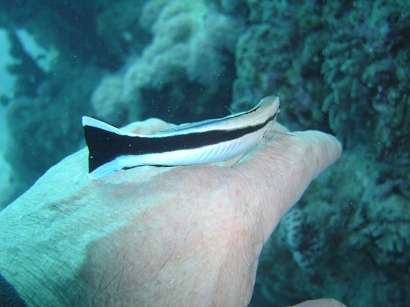 Cleaner Wrasse (Labroides dimidiatus) — photo 1 of 5