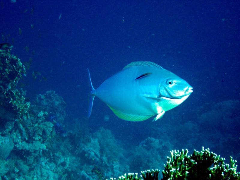 Cleaner Wrasse (Labroides dimidiatus) — photo 2 of 5