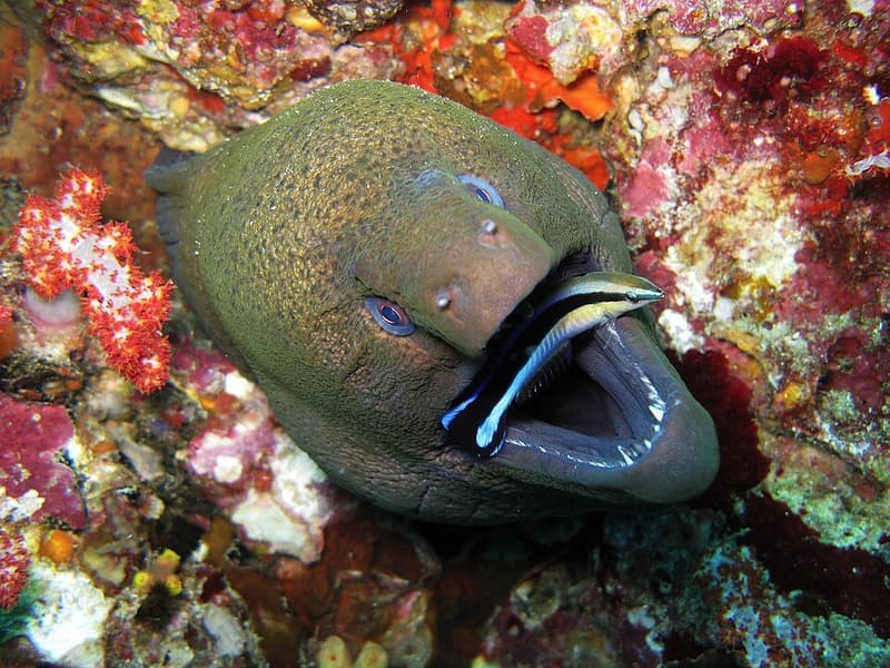 Cleaner Wrasse (Labroides dimidiatus) — photo 3 of 5