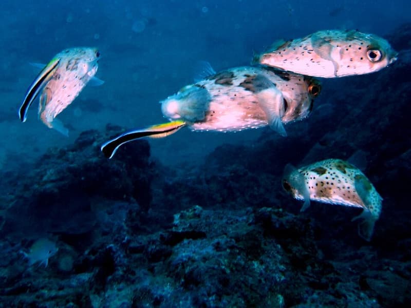 Cleaner Wrasse (Labroides dimidiatus) — photo 4 of 5