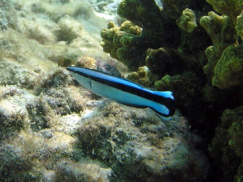 Cleaner Wrasse (Labroides dimidiatus) — photo 5 of 5