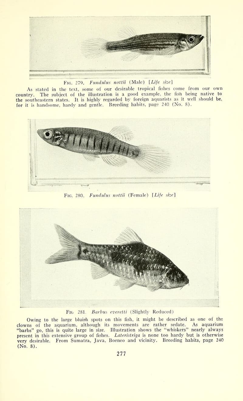 Clown Barb (Puntius everetti) — photo 1 of 1