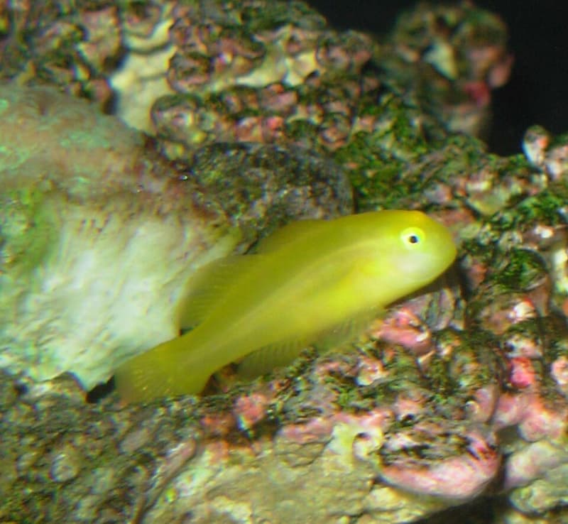 Clown Goby (Gobiodon okinawae) — photo 1 of 5