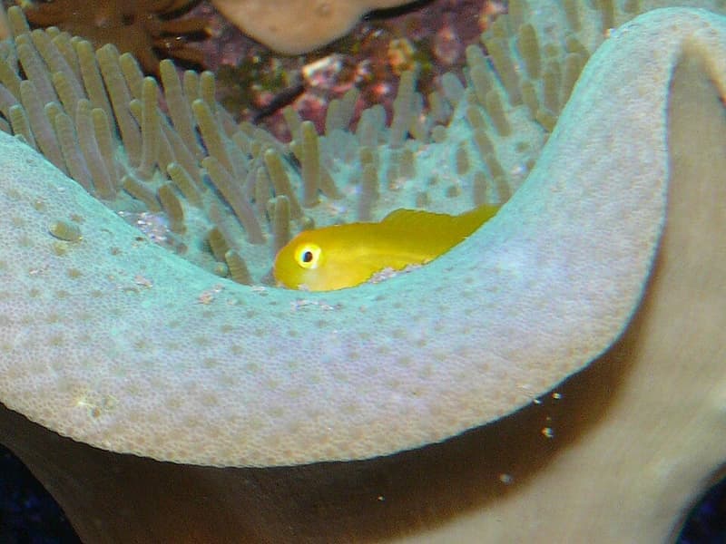 Clown Goby (Gobiodon okinawae) — photo 2 of 5