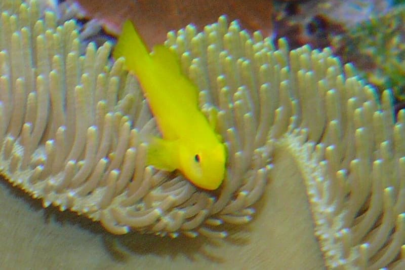 Clown Goby (Gobiodon okinawae) — photo 3 of 5