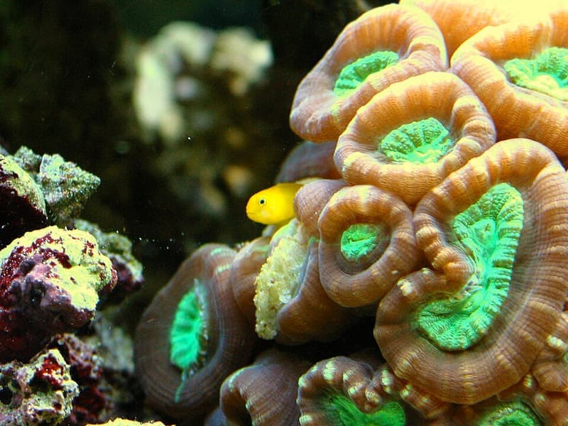 Clown Goby (Gobiodon okinawae) — photo 4 of 5